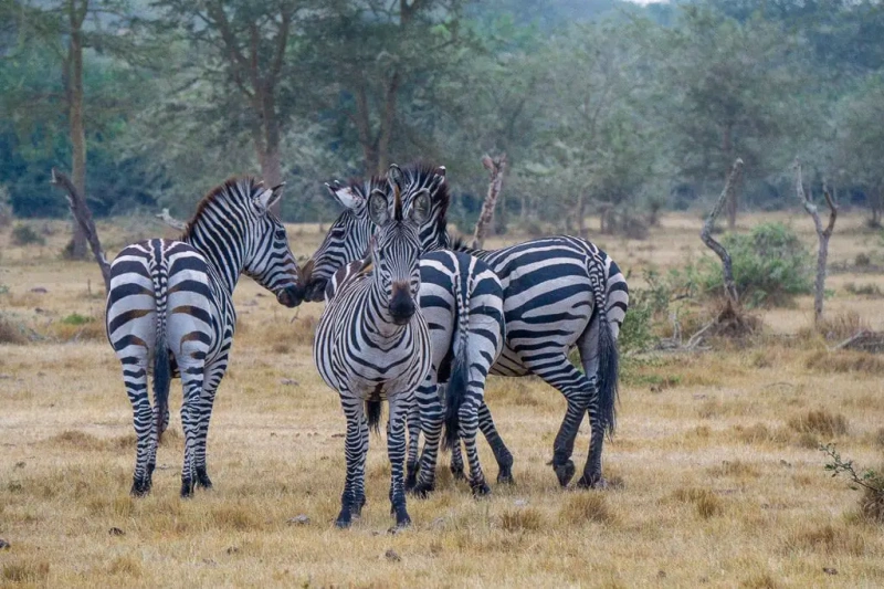 9 days Primates safari  (Murchison falls , Kibaale, Queen Elizabeth National Park, Bwindi and Lake Mburo Tour