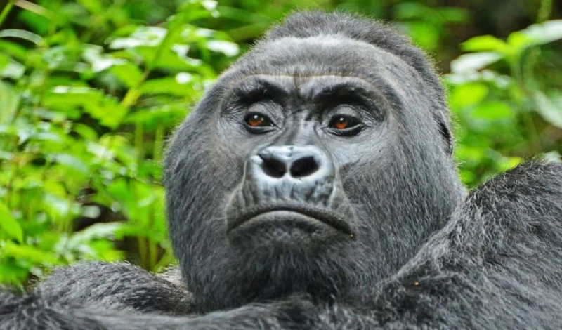  9-Day Uganda Gorilla Safari
